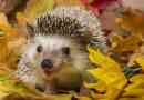 Hedgehog bajban van! Mi a teendő, hogy elkerülje a kárt?